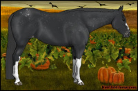 Horse Color:Brown Appaloosa 