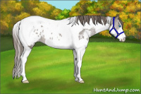 Horse Color:Black Splash Tobiano Appaloosa Rabicano