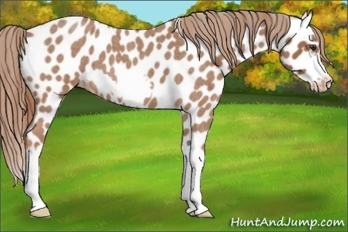 Horse Color: Red Roan Splash Frame Near Leopard 