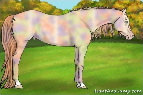 Horse Color: Nacre Gold Champagne Roan Dun Rabicano 