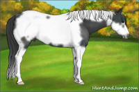 Horse Color:Black Tobiano Frame