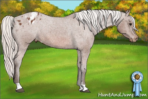 Horse Color: Silver Bay Blanket 