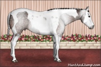 Horse Color:Gray Bay Splash Tobiano Rabicano 