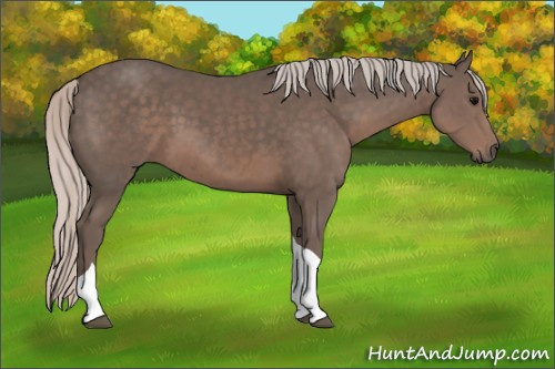 Horse Color: Unknown 
