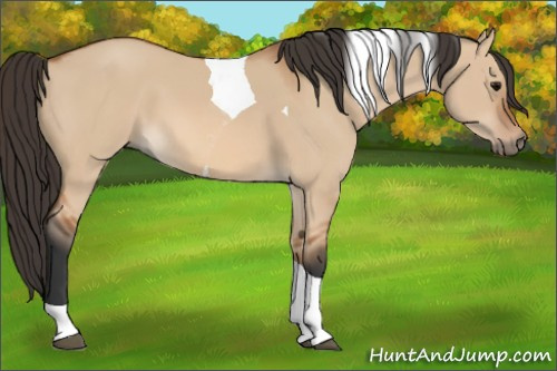 Horse Color: Bay Dun Tobiano 