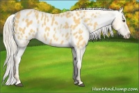 Horse Color:Palomino Appaloosa