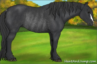 Horse Color:Brown Rabicano 