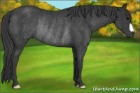 Horse Color:Black Rabicano 