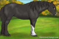 Horse Color:Smoky Black 