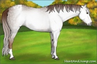 Horse Color:Gray Chestnut Splash Appaloosa 