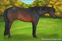 Horse Color:Brown 