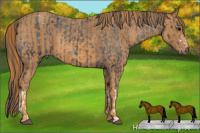 Horse Color:Black Appaloosa Rabicano  Brindle