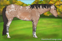 Horse Color:Bay Ice 