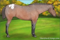Horse Color:Brown Appaloosa 