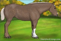 Horse Color:Silver Black