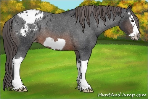 Horse Color:Brown Splash Frame Appaloosa Rabicano