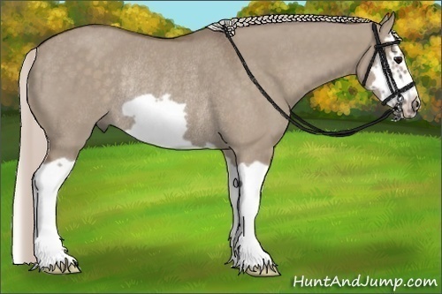 Horse Color:Silver Grullo Splash Frame Rabicano 