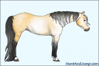 Horse Color:Gray Buckskin 