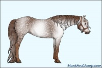 Horse Color:Gray Chestnut 
