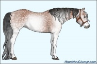 Horse Color:Gray White Spotted Bay 