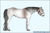 Horse Color:Gray White Spotted Bay 