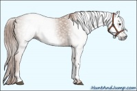 Horse Color:Gray White Spotted Chestnut 