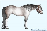 Horse Color:Gray Brown 