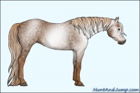 Horse Color:Gray Chestnut 