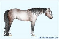 Horse Color:Gray Bay Sabino 