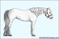 Horse Color:Gray Black 