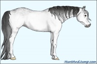 Horse Color:Gray White Spotted Black 