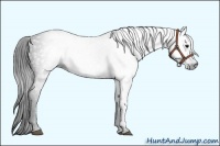 Horse Color:Gray Black 