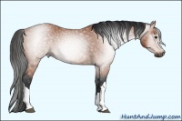 Horse Color:Gray Bay 