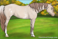 Horse Color:White Spotted Amber Champagne Dun Varnish Rabicano 