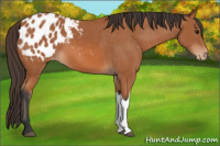 Horse Color:Bay Appaloosa 