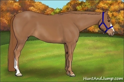 Horse Color:Chestnut 
