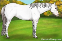 Horse Color:Bay Roan Appaloosa 