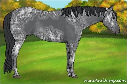 Horse Color:Black Ice Rabicano 