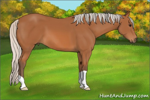 Horse Color: Silver Bay 