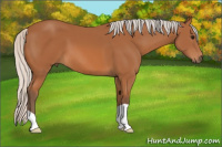Horse Color:Silver Bay 