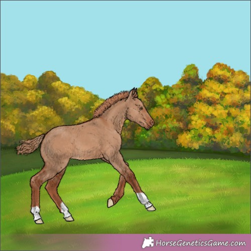 Horse Color: Red Dun 