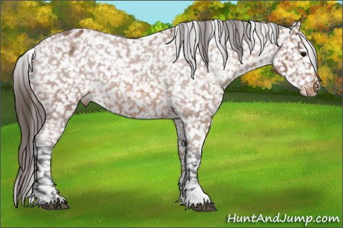 Horse Color:Bay Roan Blanket 