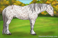 Horse Color:Bay Roan Appaloosa 