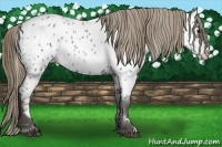 Horse Color:Smoky Blue Roan Near Leopard 
