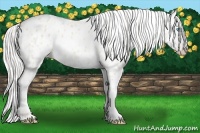 Horse Color:Silver Perlino Near Leopard 