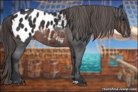 Horse Color:Brown Appaloosa 