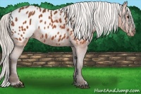 Horse Color:Silver Brown Appaloosa 