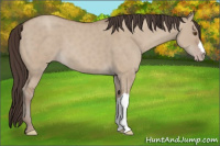 Horse Color:Classic Champagne Dun 