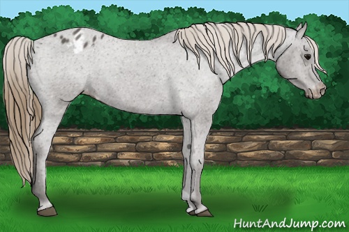 Horse Color:Smoky Blue Roan Appaloosa 