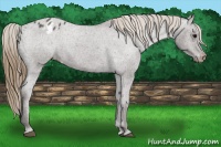 Horse Color:Smoky Blue Roan Appaloosa 